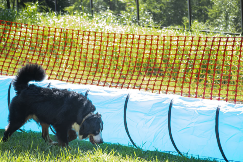 キャンプ場内にドッグランエリア新登場！